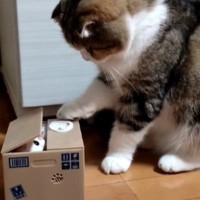 猫が『箱の中から猫が出てくるおもちゃ』で遊んでいたら…予想外の『シュールすぎる展開』が973万再生「何ともいえない空気ｗ」「面白いｗ」