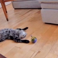 ペットカメラから『ひとり遊びする猫の様子』を見たら…完全に脱力中な『笑える瞬間』が46万再生「素晴らしいｗ」「休日のおじさんｗ」