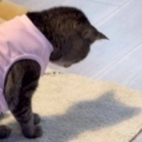 猫が足元にある『自分の影』に気が付いた結果…たまらなく可愛いリアクションが85万再生「後ろから抱きしめたい」「完全に赤ちゃん」と悶絶の声