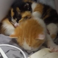 『眠っている保護子猫たち』をそっと見守っていたら、1匹が起き上がって…可愛すぎる展開に「シャーがかわいいｗ」「元気に育ってほしい」と反響