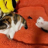 先輩猫と並ぶ『とっても小さかった子猫』→３年後……まさかまさかの光景に「下剋上ｗｗ」「素晴らしい育ちっぷりｗ」と１万いいね