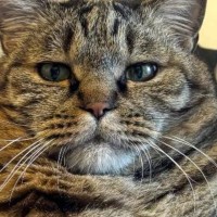 帰宅すると、お気に入りのスポットでくつろいでいた猫…『貫禄ありすぎる光景』に「王だ、王冠が見える」「うむ、ゆっくりでいいぞ」と１万いいね