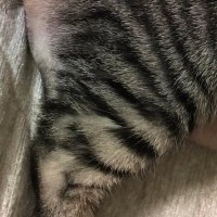 ネコの『おしり』をふと見たら、『まさかの光景』が……『奇跡的な瞬間』に爆笑する人が続出「お茶吹いたｗｗ」「擬音はファーかなｗ」