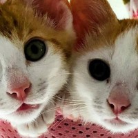 とっても仲良しな『きょうだい子猫』→大きく成長した『現在』…微笑ましいビフォーアフターに反響「めちゃめちゃ可愛い」「わぁ幸せだね」