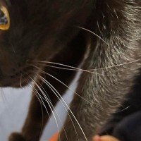 よく『猫に踏まれる夫』→今回踏まれていた場所が……笑ってしまう瞬間に１万いいね「旦那さんうれしそうｗ」「仕留めに来てるね」