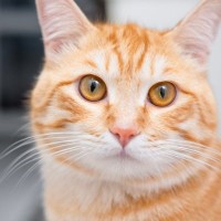 猫にまつわる『基礎知識』4選　平均寿命や習性などの特徴から意外な能力までご紹介