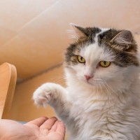 猫の『興奮スイッチ』が入ったときのサイン4つ　どんなときに表れる？落ち着かせるための対処法も
