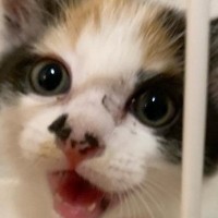 お迎え当初は『小さくて可愛らしかった三毛猫』が、約６年後…驚きのビフォーアフターに爆笑「もの凄くたくましいｗ」「背中で語るようにｗ」