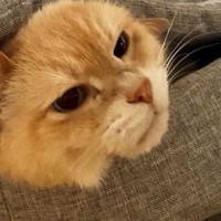 ベッドから顔を出していたお兄ちゃん猫→とっても不満そうで…『まさかの状況』に爆笑の声続出「何かの罰ゲームかなｗ」「理不尽な猫世界ｗ」