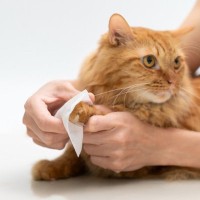 猫のケアに『シャンプータオル』が役立つ理由3選　使うときのポイントや選び方まで解説
