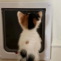 猫用扉におててをかけていた『パヤパヤ子猫』…たまらなくかわいい『後ろ姿』に悶絶する人が続出「語彙力無くなった」「天使かな」