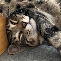 キジトラ猫のお昼寝姿がまるで液体…完全に『溶けている光景』に笑ってしまう人が続出「小さい人入ってるかも」「寝違えないかなｗ」