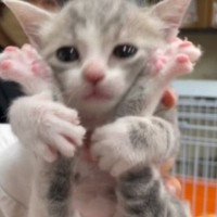 活発な性格の『ちいさな子猫』を迎えてから３年→体は大きくなっても中身は『赤ちゃん』のままで…尊い『成長記録』に反響「なんてかわいいの」