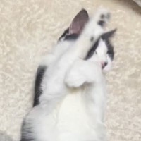 家猫になって手に入れた『穏やかな居場所』…元野良猫が過ごす何気ない一日が24万再生「すっかり家猫ちゃんｗ」「大切にされているのが分かる」