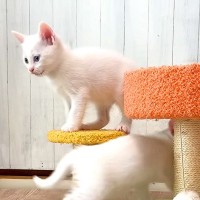 生後39日の子猫たち→遊んでいる様子を見ていると…まるで早送りのような『素早い動き』に反響「可愛くて笑った」「立派に成長したねｗ」