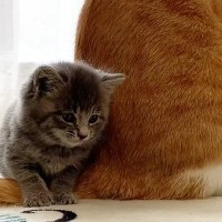 先住猫のことが大好きになった保護子猫…ぴったりとくっつき続ける『尊い光景』が179万再生「健気で可愛すぎる」「本当に離れないｗ」