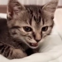 ベッドでくつろいでいた子猫→『ひと鳴き』した直後に……尊すぎる『まさかの展開』が44万再生「凄まじい可愛さ」「疲れが癒された」と反響