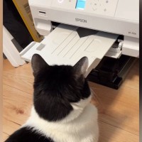 プリンターの前から動かない猫→印刷を開始したら…「見ていて気持ちいいｗ」笑ってしまう『まさかの反応』が262万再生「強い意志を感じるｗ」