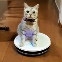 無表情で『ロボット掃除機を乗りこなす猫』…あまりにも『シュールすぎる光景』に「移動手段を見つけたんだｗ」「吹いた」と爆笑する人が続出