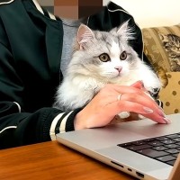 家で仕事中、集まってきた３匹の猫→リモート会議を始めると…あまりにも微笑ましい光景に「お相手が羨ましすぎるｗ」「大胆なご挨拶」の声