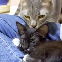 『甘え方を知らない保護子猫』が６匹の先住猫と触れ合った結果→愛情にあふれた『神対応』に反響「良いコンビネーション」「優しくて感動」