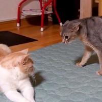 深夜にスイッチが入った猫→同居猫にちょっかいをかけていたら…思わず笑ってしまう『想定外の展開』が12万再生「後ずさるの笑ったｗｗｗ」