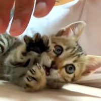 保護子猫と遊んだ結果→夢中で手にじゃれついて…反則級に『尊い光景』が11万再生「なんて可愛い猛獣なんだ」「遊ばれてるお父さんｗ」