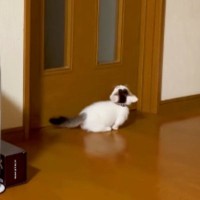 扉に向かって鳴いていた子猫→『飼い主さんを見つけた』次の瞬間…かわいすぎる光景が26万再生「にゃん生1周目感がたまらん」「泣けてくる」