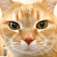 早朝に目を覚ましたネコ→飼い主を起こそうとして…『熱烈な目覚まし』が最高すぎると反響「ゴロゴロ音めっちゃ好き」「ドアップ最高」