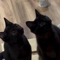 家の中に『ボルダリング』を作っていると…猫たちが見せた『素敵なリアクション』が689万再生「かわいいが沢山」「興味津々だね」と大反響