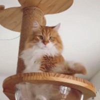 キャットタワーに登った猫→ボウルの中に足を入れると…まさかの『座り方』が133万再生「可愛すぎて吹いた」「何回見ても笑える」と爆笑