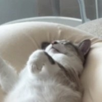 ソファの上で『眠っている猫』を見たら→まさかの体勢で……豪快な寝相に笑ってしまう人が続出「おっさん中に入ってる？ｗ」「最高のポーズｗ」