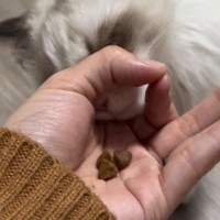 手のひらにおやつを乗せて、猫に『IQテスト』をしてみた結果…想像以上に賢い『驚きの行動』に反響「あらビックリ」「うちの子にもしてみよう」