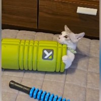 半年前は筋膜ローラーの中に入れていた子猫→『現在』……思わず笑ってしまう光景に「かわいすぎるｗ」「無限に見ていられるｗ」と反響