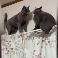 カーテンレールで鉢合わせた２匹の猫→どうするのか見ていたら…驚きの『解決策』が話題「協力しあってるｗ」「ハラハラドキドキｗ」