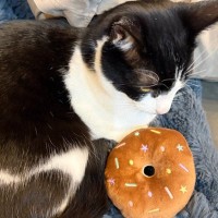 猫にドーナツのおもちゃをあげてみたら…数時間後→まさかの『尊すぎる光景』に２万いいね「ちゃんと使ってて可愛い」「すっかり相棒だね」