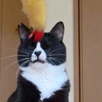 ちょっぴり『鈍臭い猫』が動くおもちゃをパンチしようとしたら…つい笑ってしまう『まさかの光景』に２万いいね「かわいい」「病みつきになる」