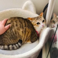 まだ警戒心が残る『保護1年目の猫』→『遊びに来た母』が撫でようとしたら…可愛すぎる光景が58万再生「おかしいｗ」「積極的な愛情が好き」