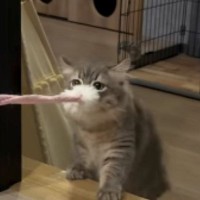 猫じゃらしを『お気に入りの場所に持っていきたい猫』vs『全く動かないパパ』…微笑ましい戦いの様子に『癒される』と反響「かわいいｗ」