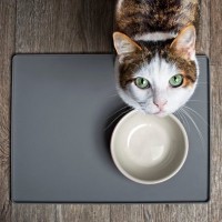 猫が頻繁にしている『ジェスチャー』3選　込められている意味や上手な接し方も解説