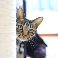 猫が『警戒する』飼い主のNG行動3つ　信頼を失う可能性も？安心させる接し方まで