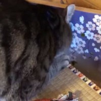 人形が飾ってある台座部分で『爪とぎ』を始めた猫…止まらない『全力アタック』に「容赦なさすぎるｗ」「わしが主役じゃｗ」と57万再生