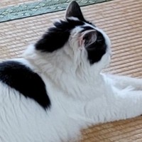 暑い日、畳でくつろいでいた猫→『後ろ足』を見ると……『まさかの体勢』が可愛すぎると２万いいね「猫の開きｗ」「なんて格好してるのｗ」