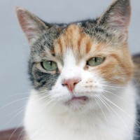 人にはあるのに『猫には存在しない感情』3つ　なぜ似たような仕草をするの？誤解しないための向き合い方まで