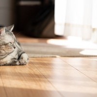 猫が思わず『ゴロゴロしてしまう場所』5選　居心地よく過ごせる条件や環境づくりのコツ