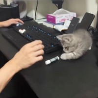 リップクリームを『絶対に倒したい猫』vs『絶対に立てたい人間』…爆笑の攻防戦が21万再生「永遠に続きそうｗ」「かわいいが溢れてるｗ」