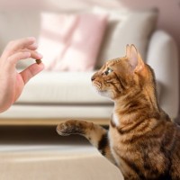 猫に『おいで』を教えるときの方法3つ　活用できるシーンや習得するメリットもご紹介