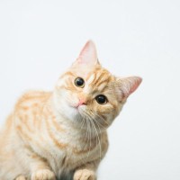 猫が『首をかしげる』仕草をする理由3つ　可愛らしい行動の意味とは？病気の可能性まで解説