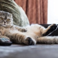 猫が『自分は人間』だと思っていそうな行動3選　仕草が持つ意味やマネしてくる理由まで