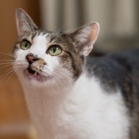 猫の『鳴き方』別にわかる心理4つ　込められている意味や適切な接し方